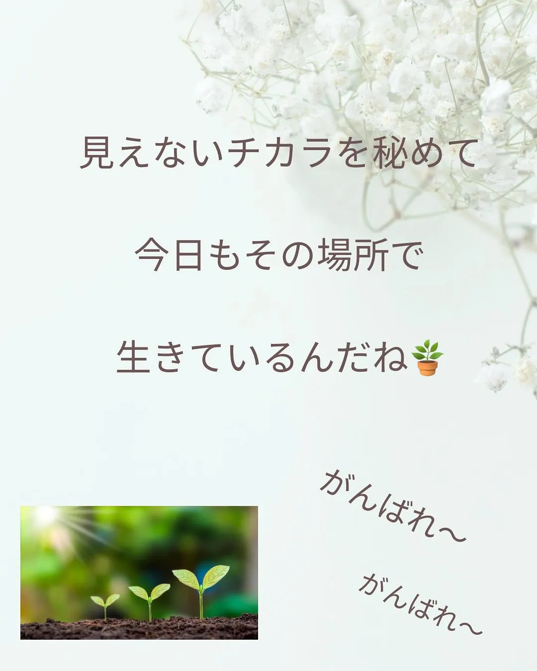 植物のチカラ
